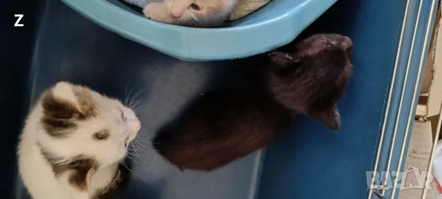 4 котета търсят своите стопани , снимка 5 - Други - 56178660