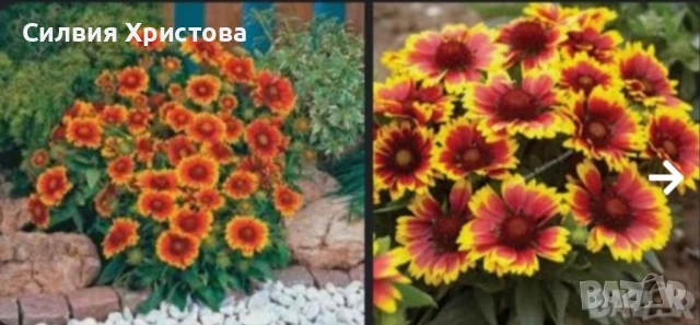 Продавам големи разстения Гайлардия!