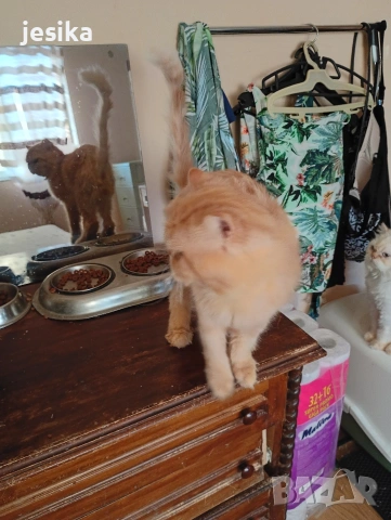 Мъжки персийци на година и половина с хигиенни навици не кастрирани,чиста порода ., снимка 3 - Персийска - 53203681