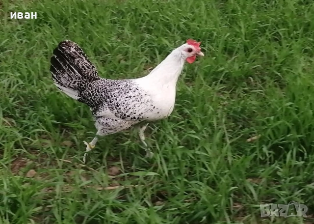 Оплодени яйца от Сребърно Брезе Бантам-единствени в България, снимка 4 - други­ - 52854464