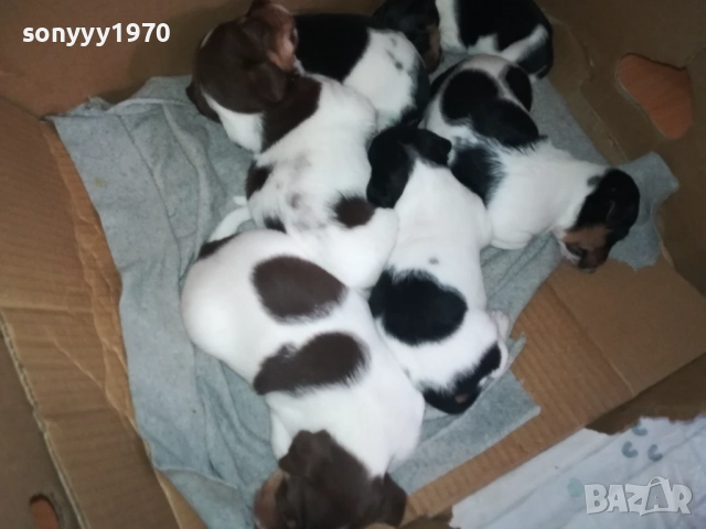 ДЖАК РЪСЕЛ 0709250822