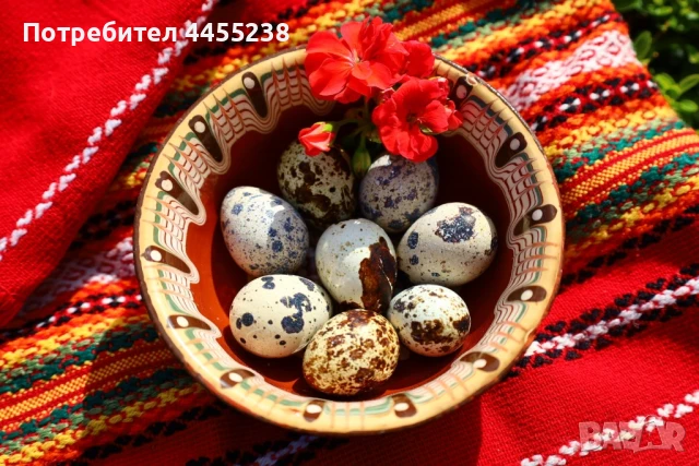 Домашни пъдпъдъчи яйца
