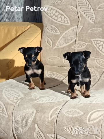 Пинчер мини , снимка 5 - Пинчер - 52934252