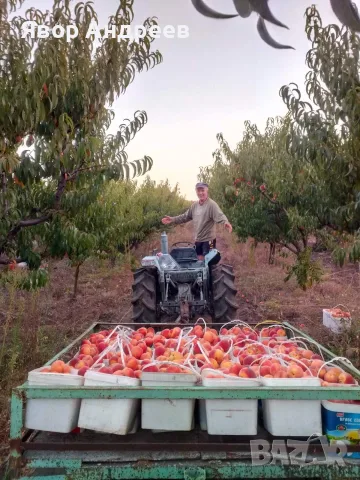 Продавам български праскови, снимка 2 - Домашни продукти - 55894748