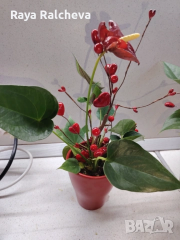 Цвете за Свети Валентин 