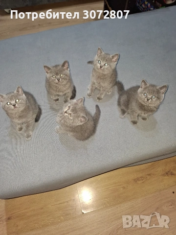 Британски късокосмести котета, снимка 3 - Британска късокосместа - 53066488