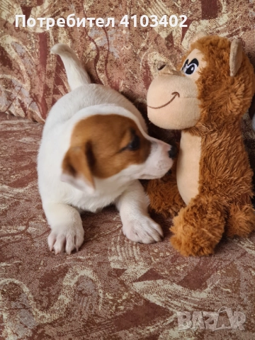 Джак Ръсел териер , снимка 6 - Джак ръсел териер - 52315798