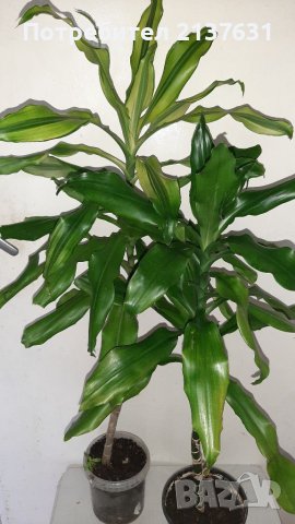 ДРАЦЕНА ФРАГРАНС  - различни височини, снимка 1