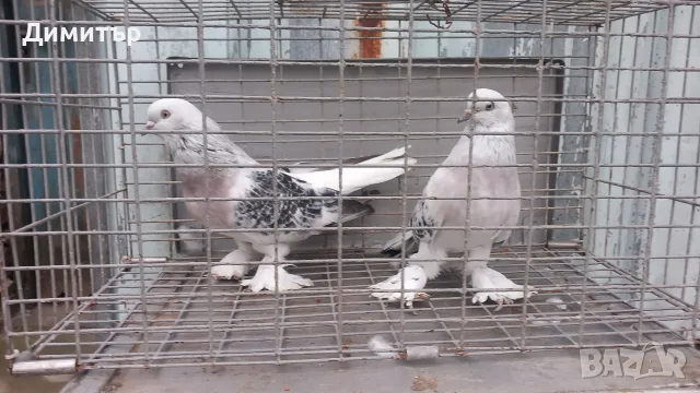 Мардини -Турски Чакмаклий , снимка 2 - Гълъби - 56327304