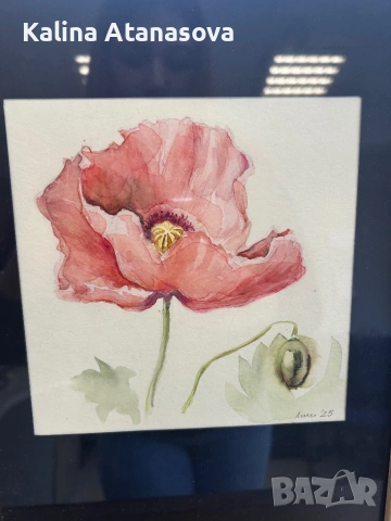 Ръчно рисувана акварелна картина – Розов мак, снимка 2 - Картини - 53190335