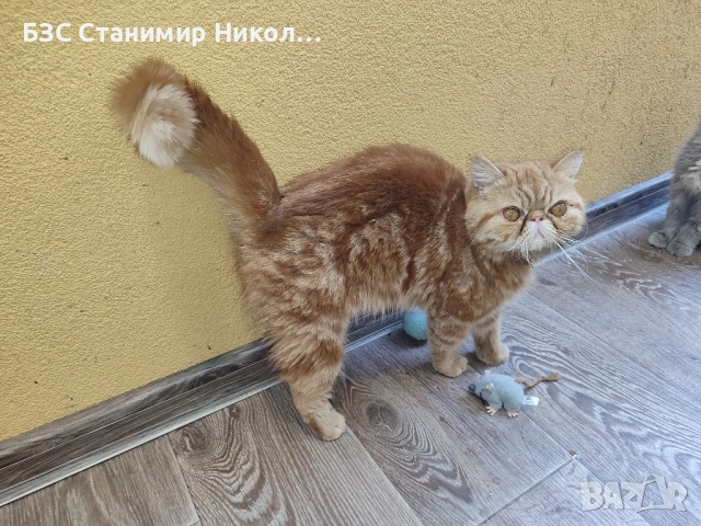 Женски екзотични котки на 2 години и на 5 месеца., снимка 13 - Персийска - 52945926