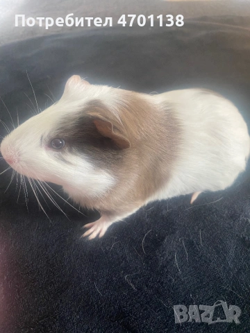 Мъжко морско свинче, снимка 2 - Морски свинчета - 53004348