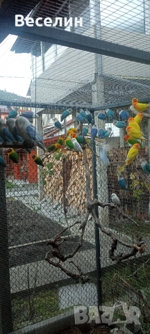 Продавам неразделки, снимка 4 - Папагали - 52706534