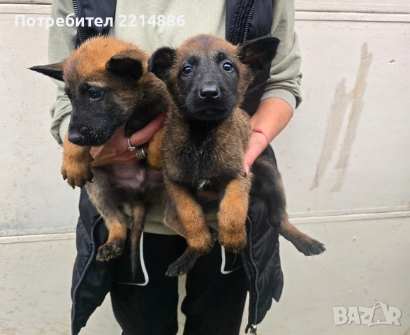 Белгийски овчарки-Малиноа , снимка 7 - Други - 52341802