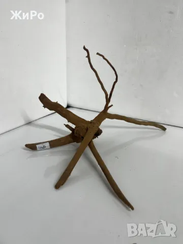 Корен от Азалия /декорация/ 9