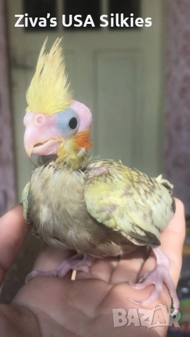 ръчно отглеждане на птици, снимка 6 - Папагали - 52415606