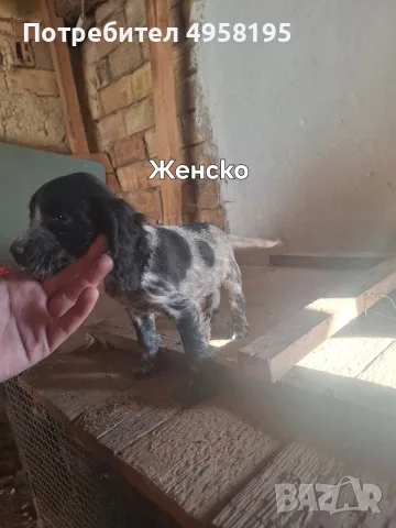 Малки кокерчета, снимка 7 - Кокер шпаньол - 56204308