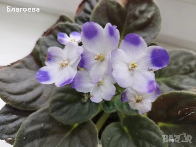 Теменужка стайна , снимка 2 - Стайни растения - 53303741