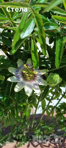 Бенджамин, Хлорофитум, Бегония, Женшен, Фикус , снимка 11 - Стайни растения - 41867611