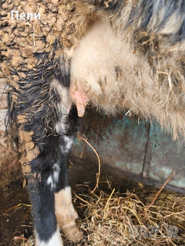 Продавам юница, снимка 2 - Крави - 52846644