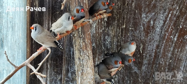амадини ДЖЪМБО ИЗЛОЖБЕНИ амадини УНГАРСКА ЛИНИЯ ЗЕБРОВИ АМАДИНИ, снимка 5 - Амадини - 53658164