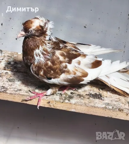 Чилести паламарски гълъби , снимка 2 - Гълъби - 56292703