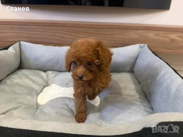Той Пудел Момиче / Toy Poodle Girl, снимка 2 - Померан - 55655687