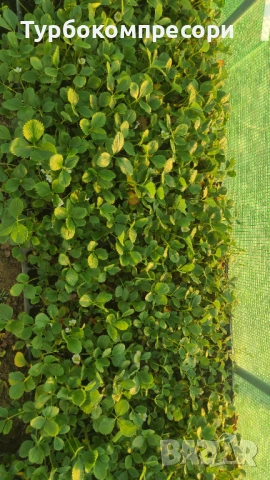 Предлагам разсад целогодишни ягоди сорт Албион 