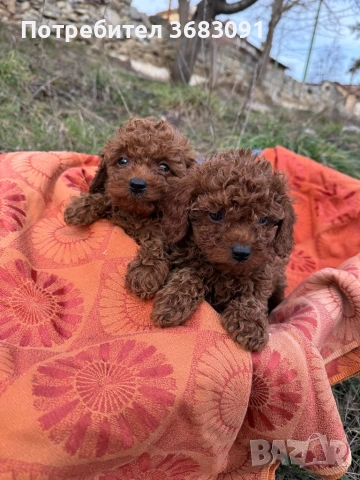 Продавам две мъжки ваксинирани той пуделчета., снимка 3 - Пудели - 53682098