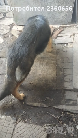 Немска овчарка мъжко куче, снимка 3 - Немска овчарка - 53650767