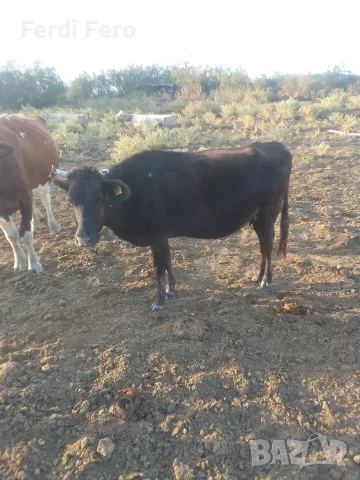 5 br mladi kravi bremeni kırjali, снимка 2 - Крави - 56098779