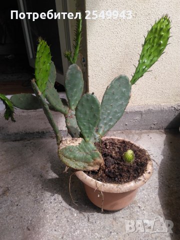 Саксии с незамръзващ кактус  , снимка 4 - Стайни растения - 41240742