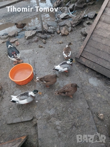 Продавам кокошки носачки петли пуйки пуяци неми патици , снимка 11 - Кокошки и пуйки - 53213115