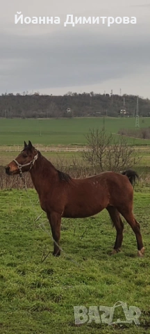 Дванадесет годишна кобила! ПРОДАВАМ! , снимка 2 - Коне - 53494300