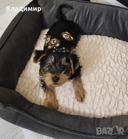 Йорки, снимка 3 - Йоркширски териер - 52927600