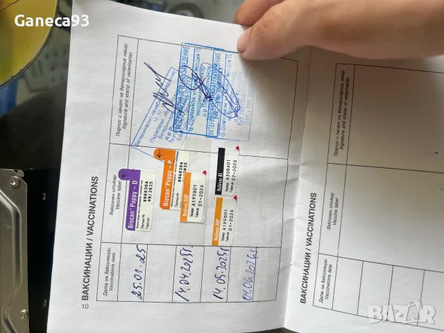 Млада и игрива, страхотна занимавка ваксини  женско казва се теа  Немски шпиц, снимка 4 - Немски шпиц - 55908259