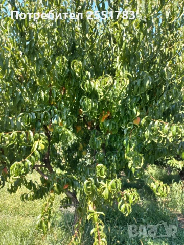 Млада плододаваща  овошна градина, снимка 7 - Земеделска земя - 41125668