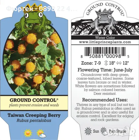 Пълзяща къпина Creeping Bramble, снимка 6 - Разсади - 48346799