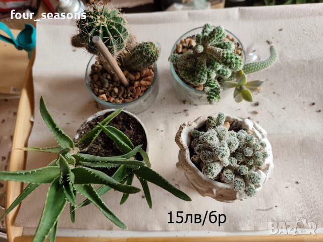 Кактуси, снимка 8 - Градински цветя и растения - 51905969