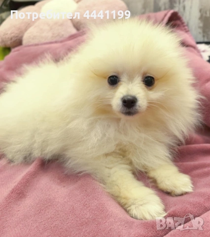 Свободни померанчета!, снимка 2 - Померан - 53488624