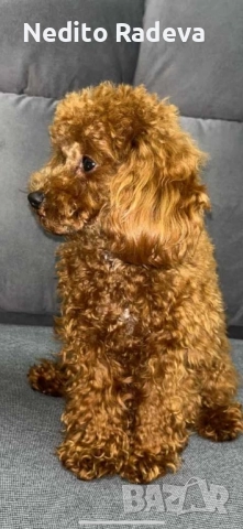 Той-teacup пудел 