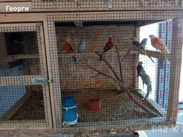 Розели,пойни папагали, млади и работни  двойки, снимка 3 - Папагали - 51076876