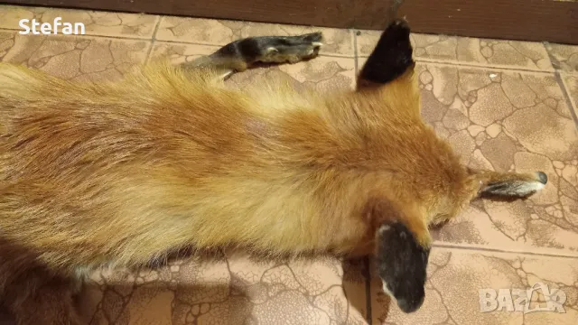 Кожа от лисица, снимка 8 - Антикварни и старинни предмети - 48744215