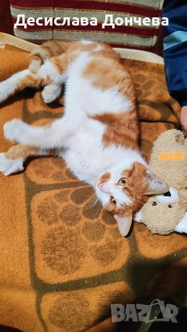 Коте Сами си търси дом, осинови го, снимка 4 - Други - 53033204