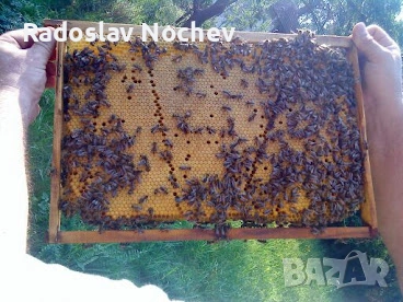 Презимували пчелни семейства на 4 рамки, снимка 3 - За пчели - 53588150