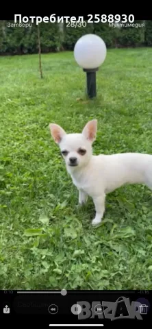 Женско чихуахуа, снимка 1