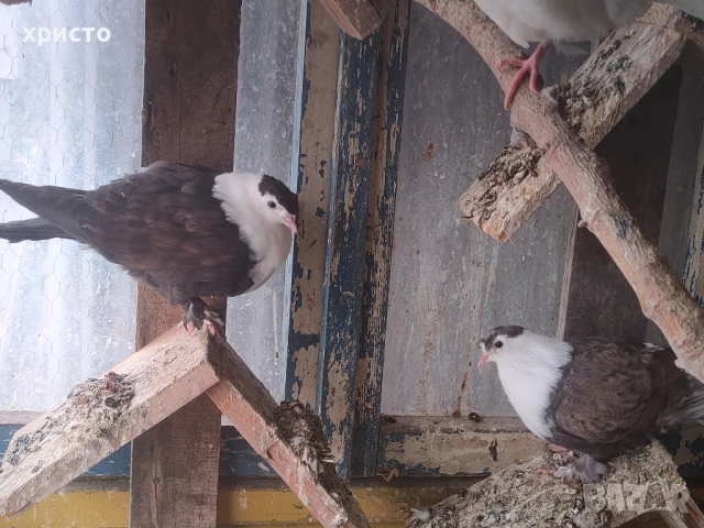 гълъби панди, снимка 1