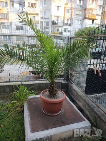 Канарска финикова палма, снимка 1 - Градински цветя и растения - 34582544