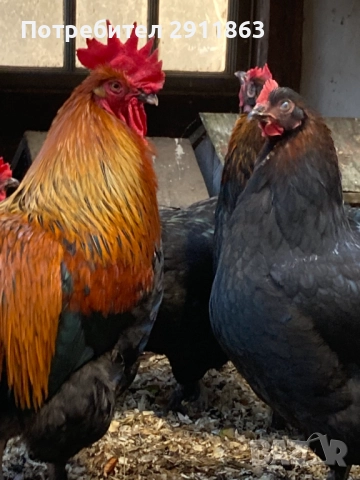 Петли за колене изчистен 15евро  бр около 2.5кг, снимка 2 - Кокошки и пуйки - 52975020