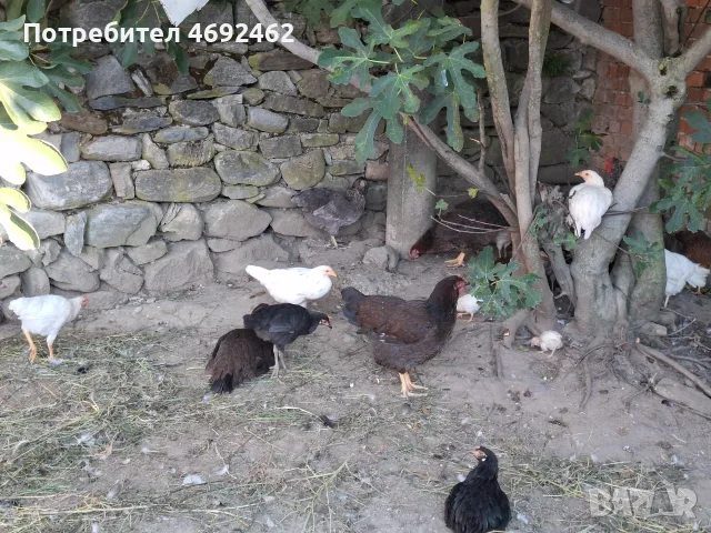 Кокошки, ярки, петли